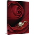 thumbnail image 1 of 16 x 24 in. Goldenrod Crab Spider on Rose, Alaska Art Print - Michael Quinton, 1 of 1