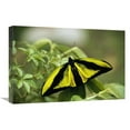 thumbnail image 1 of 16 x 24 in. Goliath Birdwing Butterfly Male, Rare Species, Irian Jaya, Indonesia Art Print - Konrad Wothe, 1 of 1