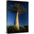 thumbnail image 1 of 16 x 24 in. Grandidiers Baobab Trees, Madagascar Art Print - Konrad Wothe, 1 of 1