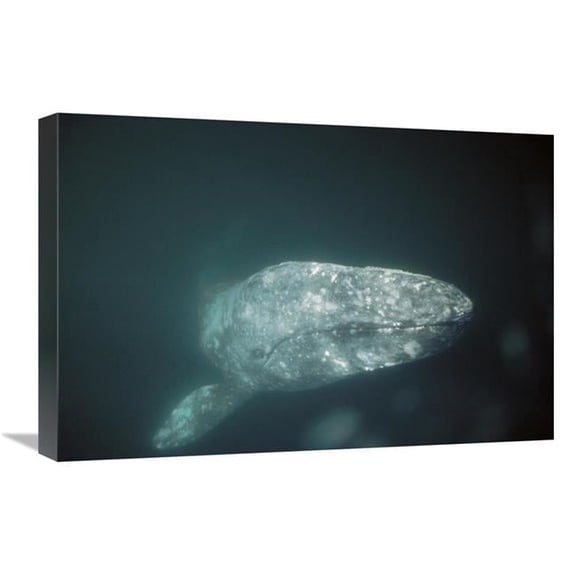 16 x 24 in. Gray Whale Curious Adult Underwater, Magdalena Bay, Baja California, Mexico Art Print - Tui De Roy