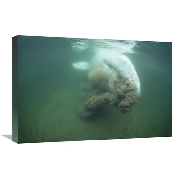 16 x 24 in. Gray Whale Filter Feeding, Vancouver Island, Canada Art Print - Flip Nicklin