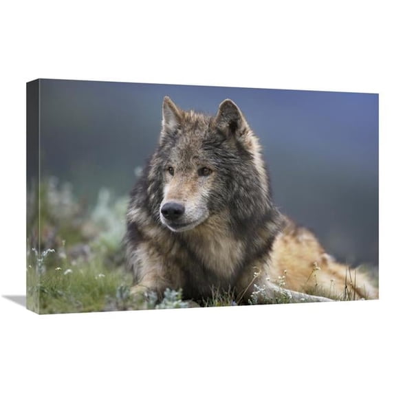16 x 24 in. Gray Wolf Resting, North America Art Print - Tim Fitzharris