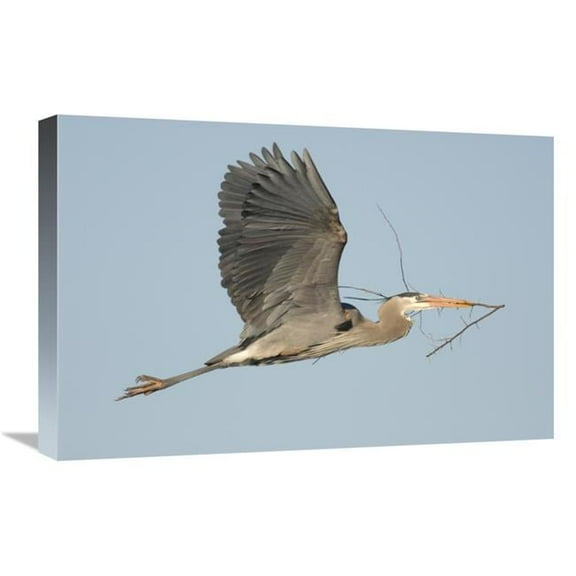 16 x 24 in. Great Blue Heron Flying with Nest Material, Kensington Metropark, Milford, Michigan Art Print - Steve Gettle