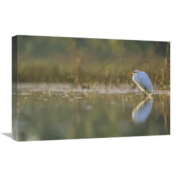 16 x 24 in. Great Egret Backlit in Marsh at Sunset, North America Art Print - Tim Fitzharris