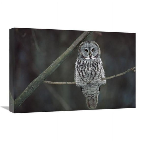 16 x 24 in. Great Gray Owl Portrait, North America Art Print - Gerry Ellis