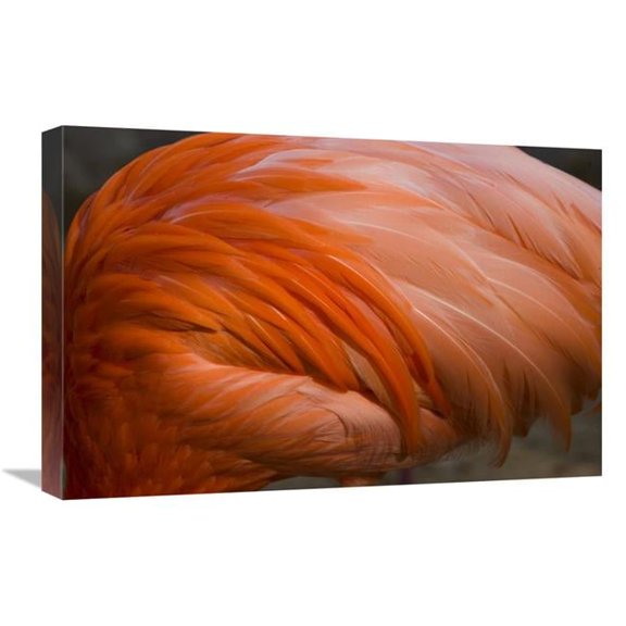 16 x 24 in. Greater Flamingo Close Up of Feathers, San Diego Zoo, California Art Print - Tom Vezo