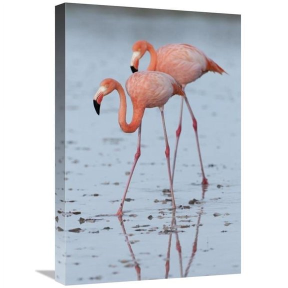 16 x 24 in. Greater Flamingo Pair Wading, Galapagos Islands, Ecuador Art Print - Tui De Roy