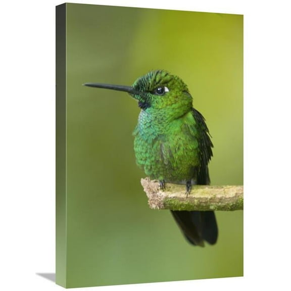16 x 24 in. Green-Crowned Brilliant Hummingbird, Ecuador Art Print - Steve Gettle