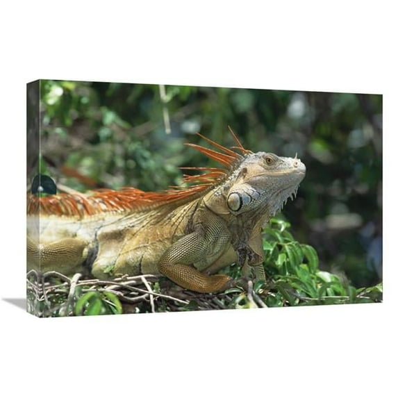 16 x 24 in. Green Iguana Male Portrait, Central America Art Print - Konrad Wothe