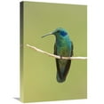 thumbnail image 1 of 16 x 24 in. Green Violet-Ear Hummingbird, Costa Rica Art Print - Steve Gettle, 1 of 1