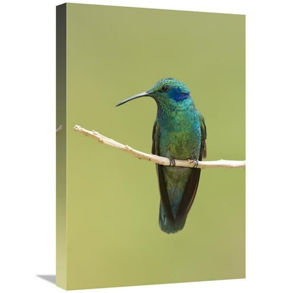 16 x 24 in. Green Violet-Ear Hummingbird, Costa Rica Art Print - Steve Gettle