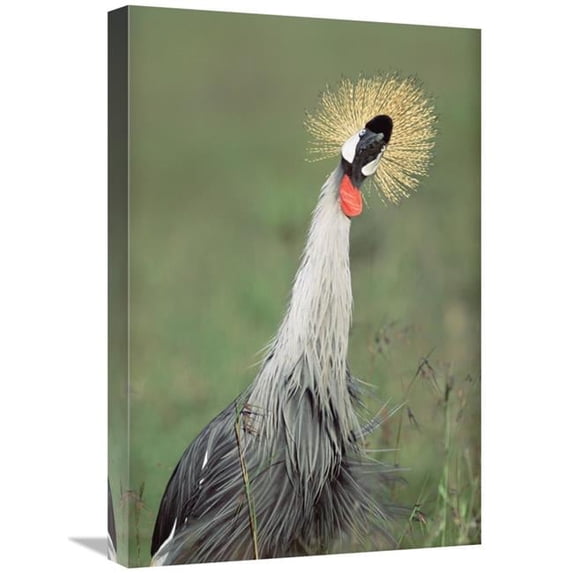 16 x 24 in. Grey Crowned Crane, Kenya Art Print - Tim Fitzharris