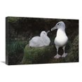 thumbnail image 1 of 16 x 24 in. Grey-Headed Albatross Parent Greeting Chick, Campbell Island, New Zealand Art Print - Tui De Roy, 1 of 1