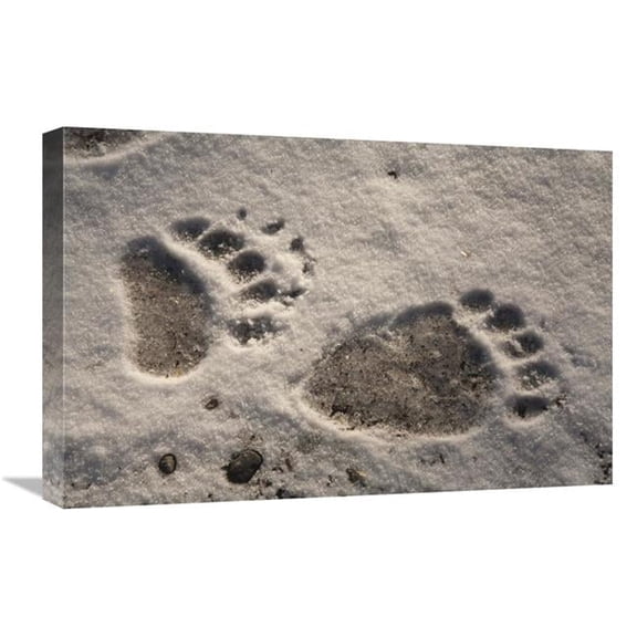 16 x 24 in. Grizzly Bear Front & Back Paw Prints, Katmai National Park, Alaska Art Print - Matthias Breiter