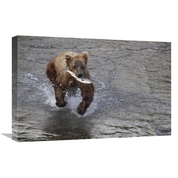 16 x 24 in. Grizzly Bear Young Male with Sockeye Salmon Prey Along Brooks River, Katmai National Park, Alaska Art Print - Matthias Breiter