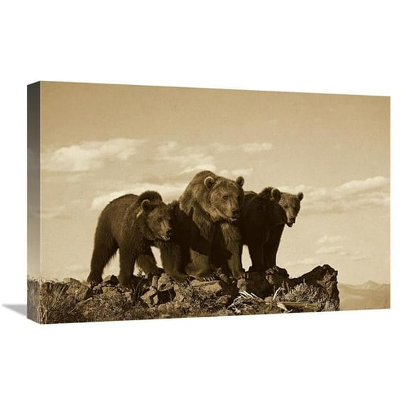 16 x 24 in. Grizzly Bear with Two One-Year-Old Cubs, North America - Sepia Art Print - Tim Fitzharris