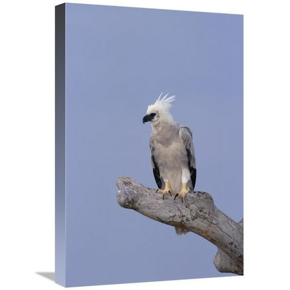 16 x 24 in. Harpy Eagle Juvenile Silk-Cotton Tree, Peru Art Print - Tui De Roy