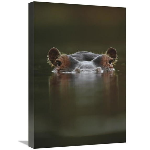 16 x 24 in. Hippopotamus at Water Surface, Tanzania Art Print - Tim Fitzharris