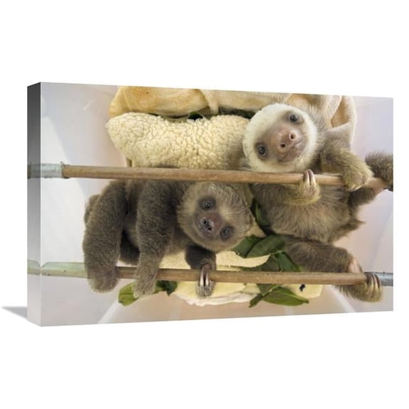 16 x 24 in. Hoffmanns Two-Toed Sloth Orphaned Babies, Aviarios Sloth Sanctuary, Costa Rica Art Print - Suzi Eszterhas