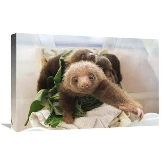 16 x 24 in. Hoffmanns Two-Toed Sloth Orphaned Babies, Aviarios Sloth Sanctuary, Costa Rica Art Print - Suzi Eszterhas