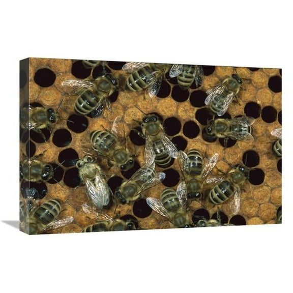 16 x 24 in. Honey Bee Workers on Honeycomb, North America Art Print - Konrad Wothe