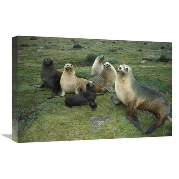 16 x 24 in. Hookers Sea Lion Cows & Pups Interacting, Enderby Island, New Zealand Art Print - Tui De Roy