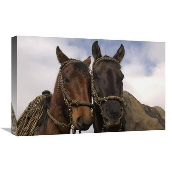16 x 24 in. Horses Pair Belonging to Chagras, Andes Mountains, Ecuador Art Print - Pete Oxford