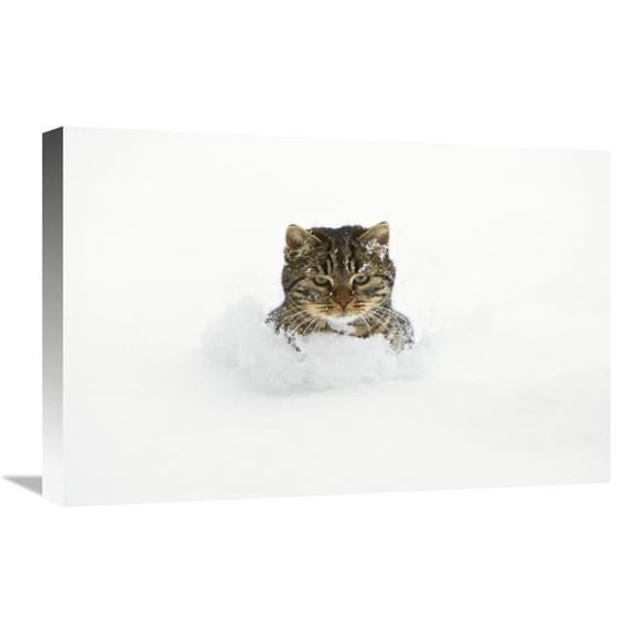 16 x 24 in. House Cat in Deep Snow, Germany Art Print - Konrad Wothe