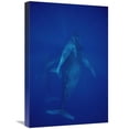 thumbnail image 1 of 16 x 24 in. Humpback Whale Cow, Calf & Escort, Maui, Hawaii Art Print - Flip Nicklin, 1 of 1