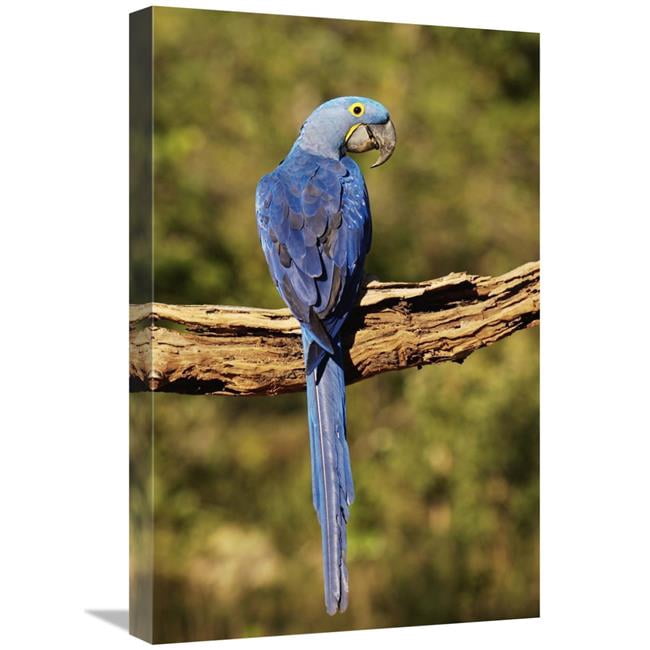 16 X 24 In Hyacinth Macaw Perched On Branch Cerrado Photo Inspiration