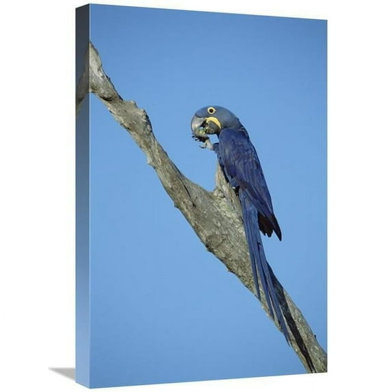 16 x 24 in. Hyacinth Macaw in Tree, Pantanal, Brazil Art Print - Tui De Roy