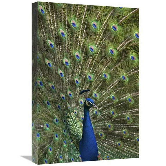 16 x 24 in. Indian Peafowl Male with Tail Fanned Out in Courtship Display Art Print - Tim Fitzharris