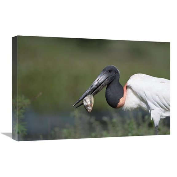 16 x 24 in. Jabiru Stork Catching Fish, Pantanal, Brazil Art Print - Konrad Wothe