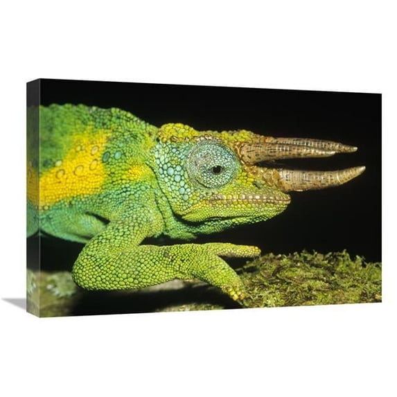 16 x 24 in. Jacksons Chameleon Male Portrait, East Africa Art Print - Konrad Wothe