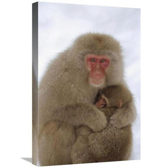 16 x 24 in. Japanese Macaque Mother & Baby, Japanese Alps, Japan Art Print - Konrad Wothe