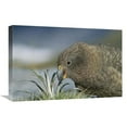 thumbnail image 1 of 16 x 24 in. Kea Feeding, Fox Glacier, Westland National Park, New Zealand Art Print - Tui De Roy, 1 of 1