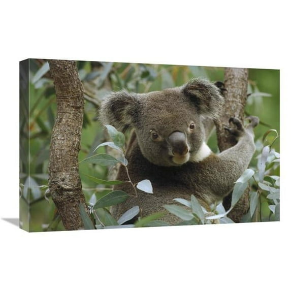 16 x 24 in. Koala Male in Eucalyptus Tree, Eastern Forested Australia Art Print - Gerry Ellis