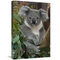 thumbnail image 1 of 16 x 24 in. Koala, Native to Australia Art Print - San Diego Zoo, 1 of 1