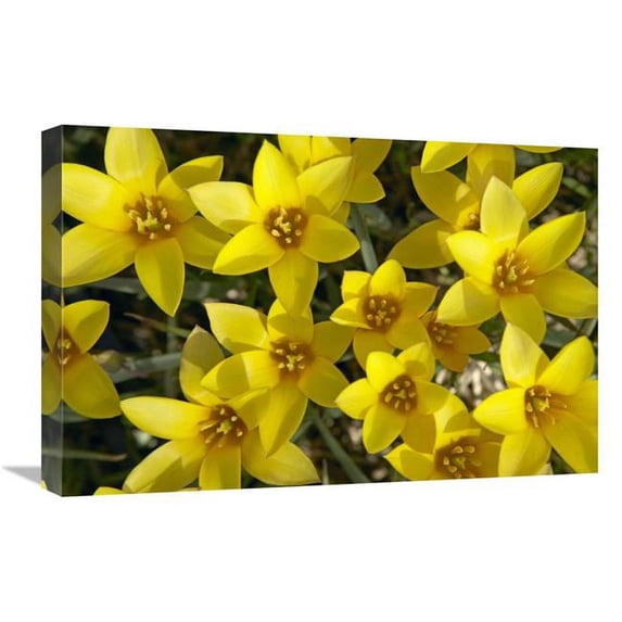 16 x 24 in. Kolpakowskis Tulip Flowers Art Print - Visionspictures