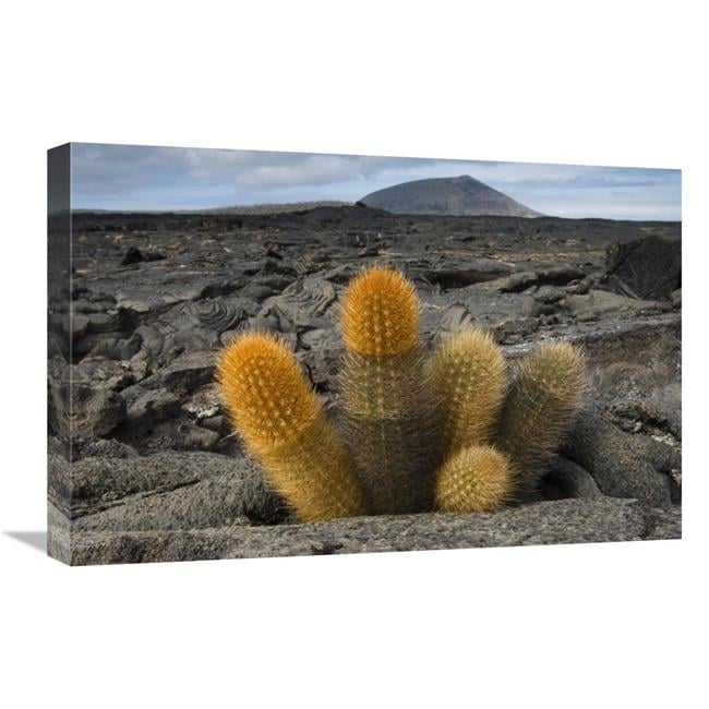 kaktus selten Cereus Art nordöstlich von ZACATECAS (Mexiko) main image 0