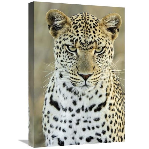 16 x 24 in. Leopard Female, Serengeti National Park, Tanzania Art Print - Martin Van Lokven