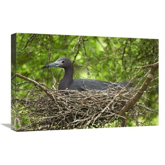16 x 24 in. Little Blue Heron on Nest, Rio Grande Valley, Texas Art Print - Tom Vezo