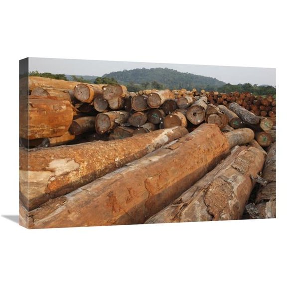 16 x 24 in. Logged Timber From the Tropical Rainforest, Cameroon Art Print - Cyril Ruoso