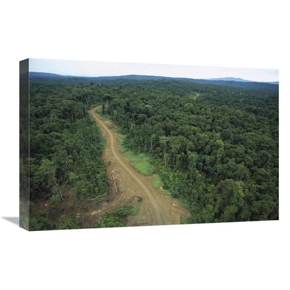 16 x 24 in. Logging Road in Lowland Tropical Rainforest, Kikori Basin, Papua New Guinea Art Print - Gerry Ellis