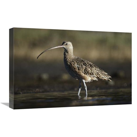 16 x 24 in. Long-Billed Curlew Wading, North America Art Print - Tim Fitzharris