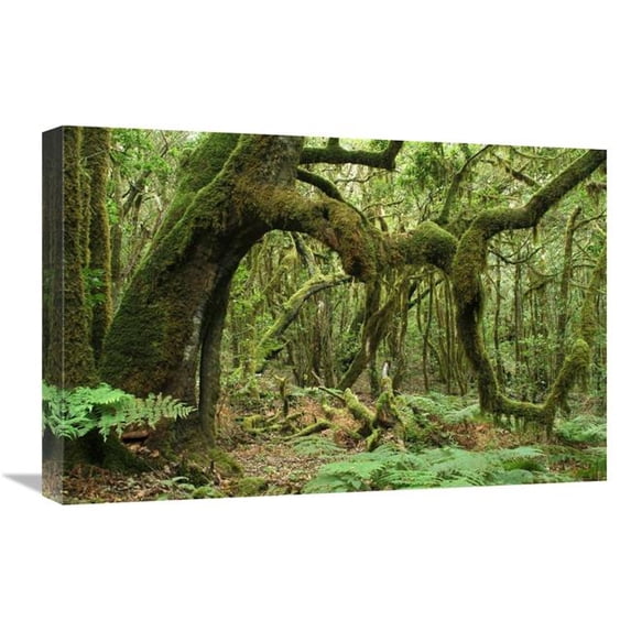 16 x 24 in. Macaronesian Laurel Relict Forest in Garajonay National Park, Canary Islands, Spain Art Print - Albert Lleal