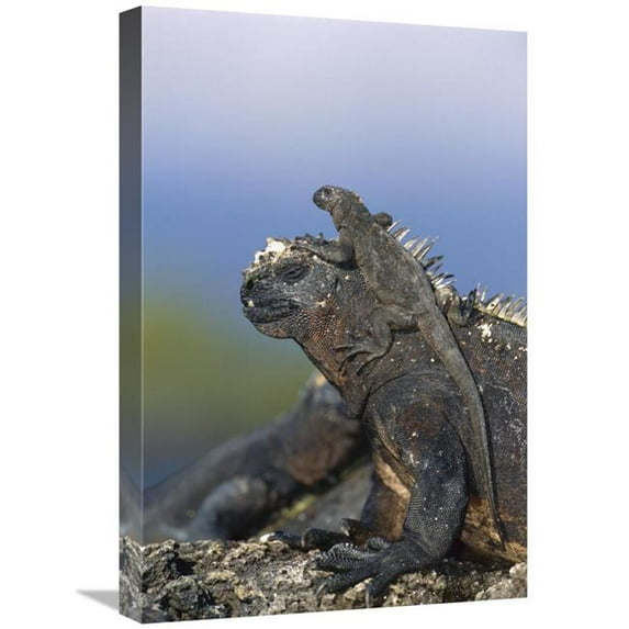 16 x 24 in. Marine Iguana Hatchling Basking on Back of Adult, Galapagos Islands Art Print - Tui De Roy
