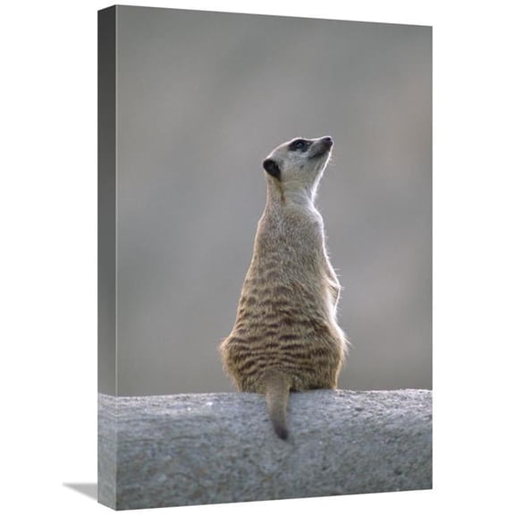 16 x 24 in. Meerkat Sunning on A Rock, Arid Southern Africa Art Print - Gerry Ellis