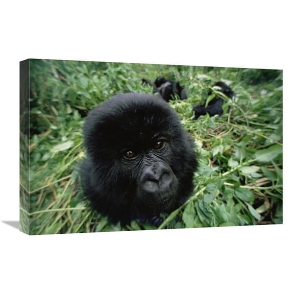 16 x 24 in. Mountain Gorilla Baby Portrait, VIrunga Mountains, Rwanda Art Print - Gerry Ellis