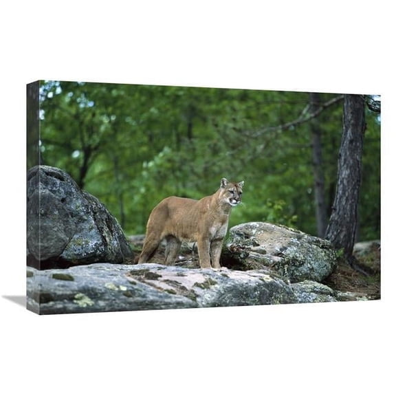 16 x 24 in. Mountain Lion Adult, North America Art Print - Konrad Wothe